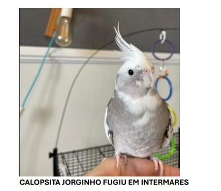 Calopsita foge em Intermares e família faz apelo para encontrar pet de menino de 7 anos
