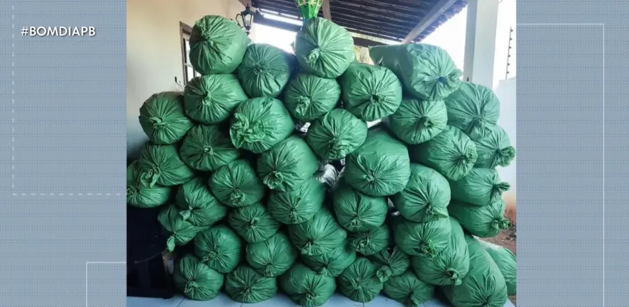 PM apreende 430 quilos de maconha no Cariri e causa prejuízo milionário ao tráfico